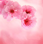 粉粉桃花高清图片素材