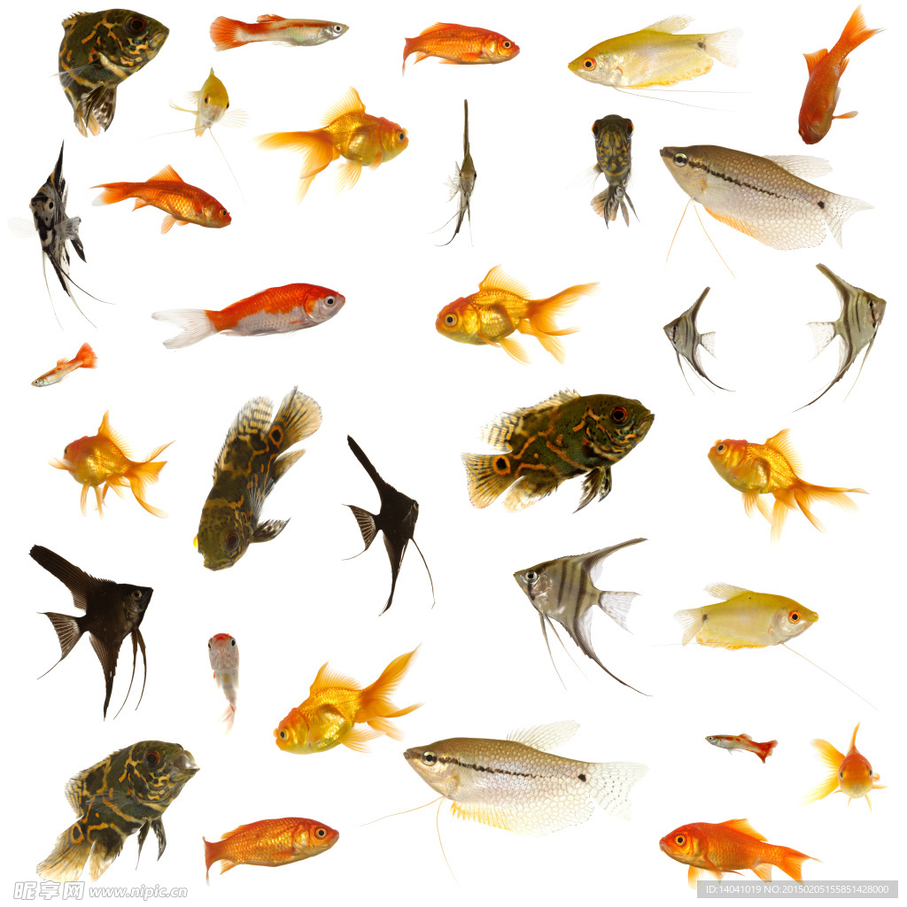 魚類集合高清圖片