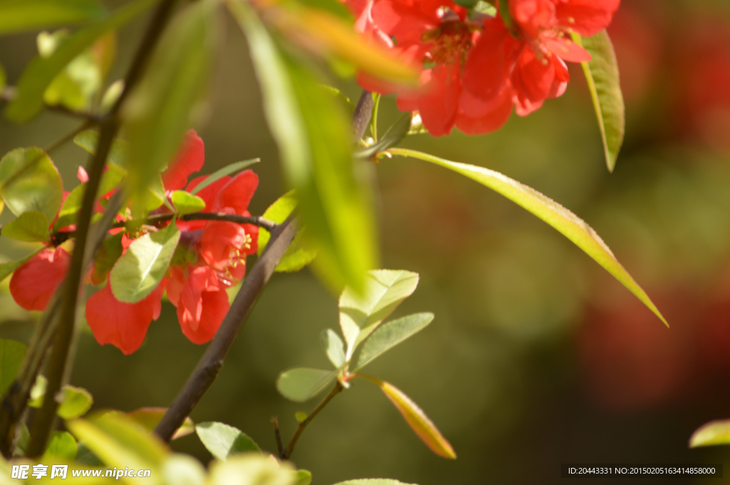 早春花紅