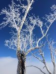 雪树冰树