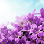唯美紫色兰花
