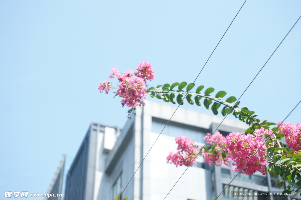 天空下的花