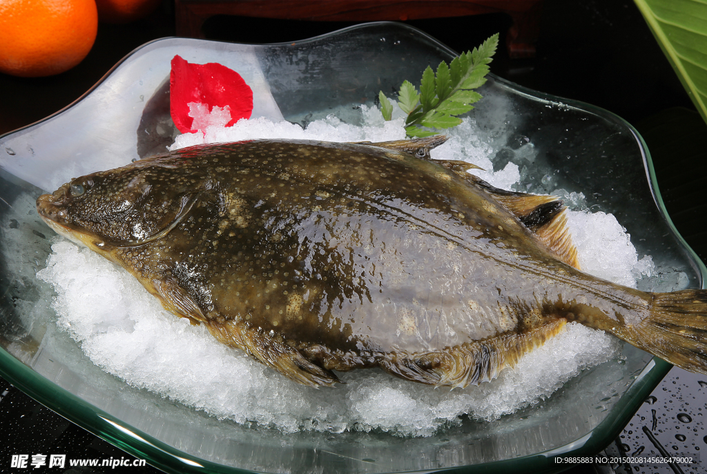鴉片魚