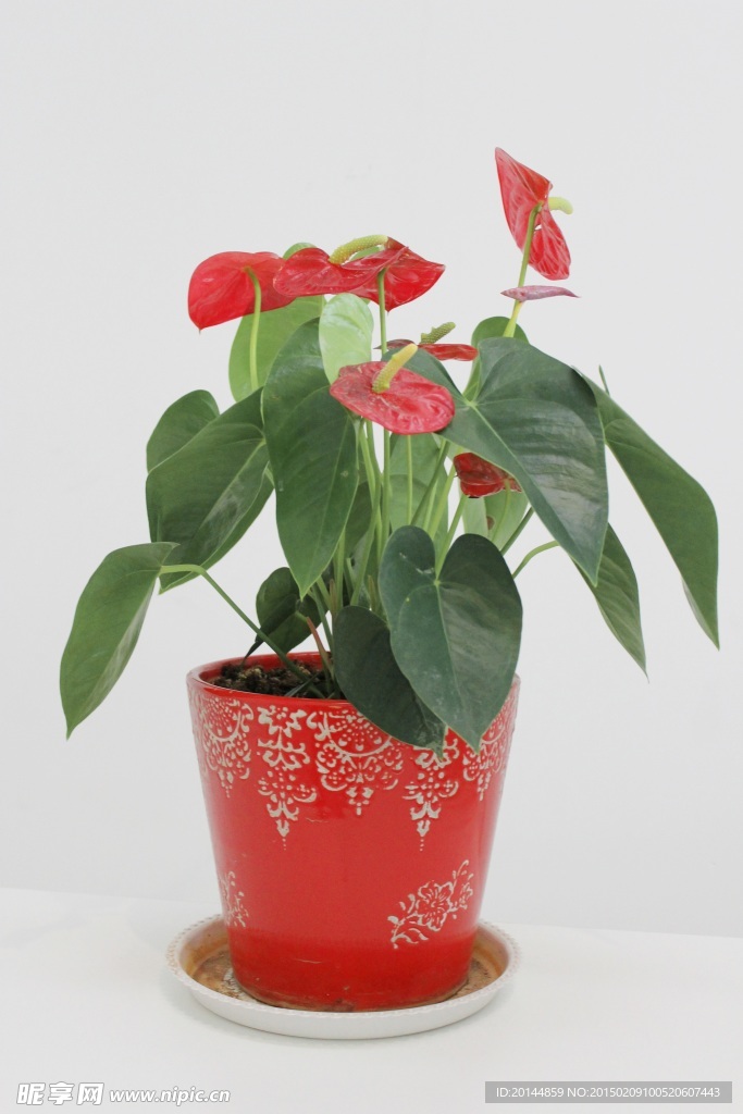 紅掌