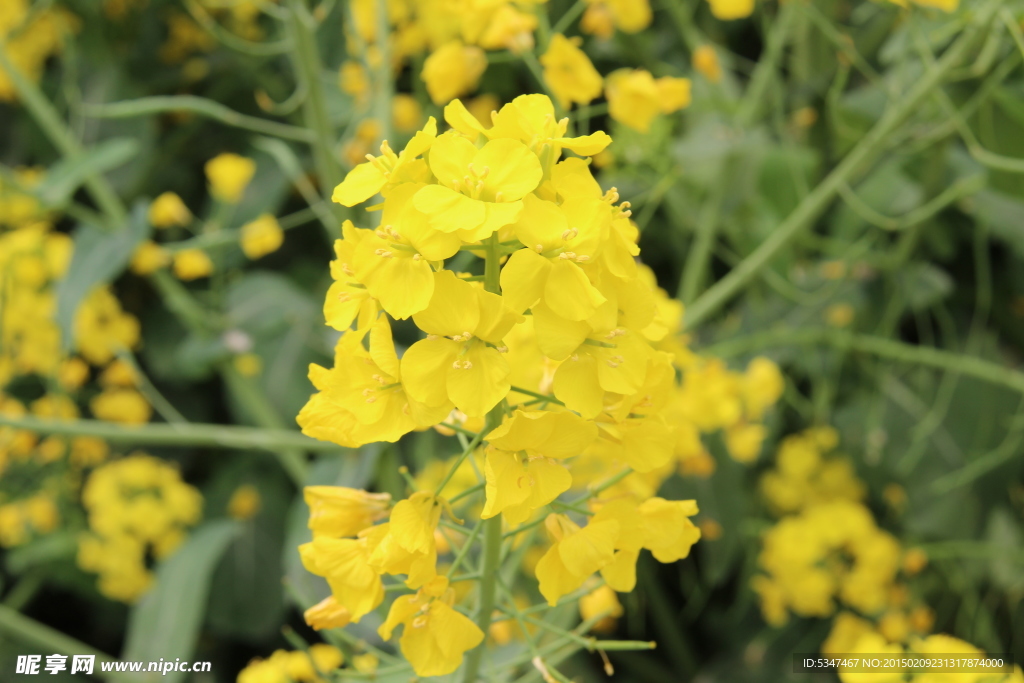 油菜花開 油菜花特寫
