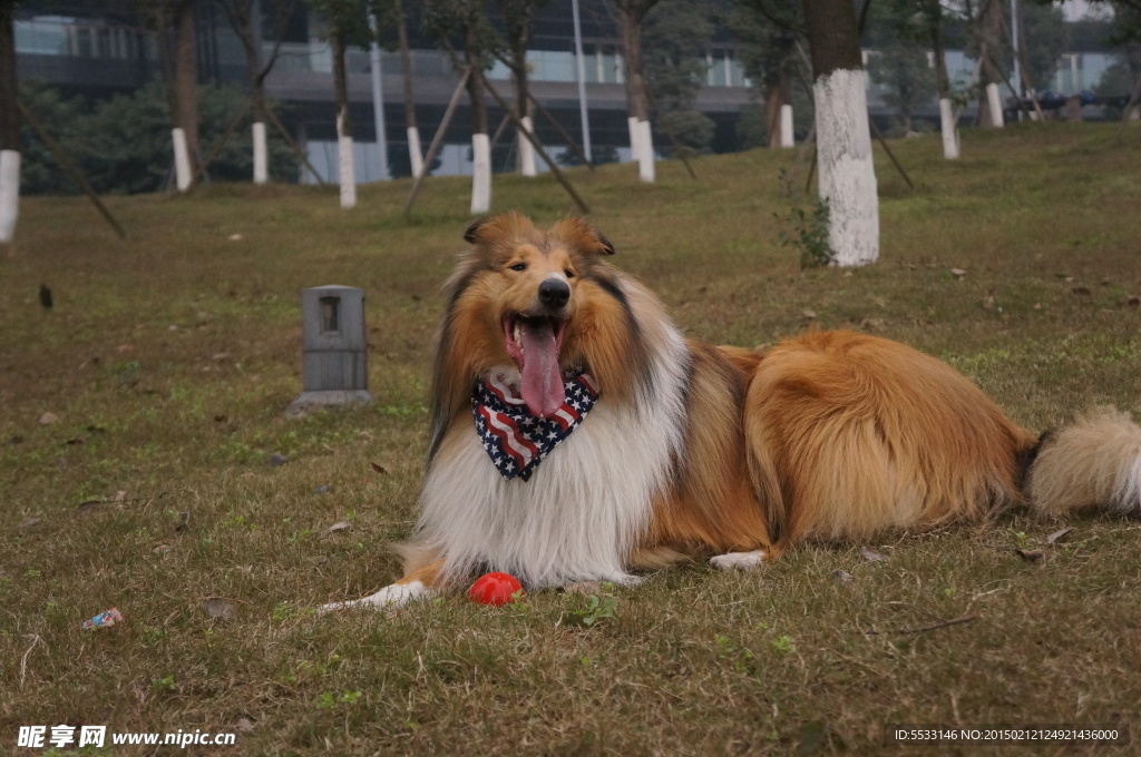 蘇格蘭牧羊犬
