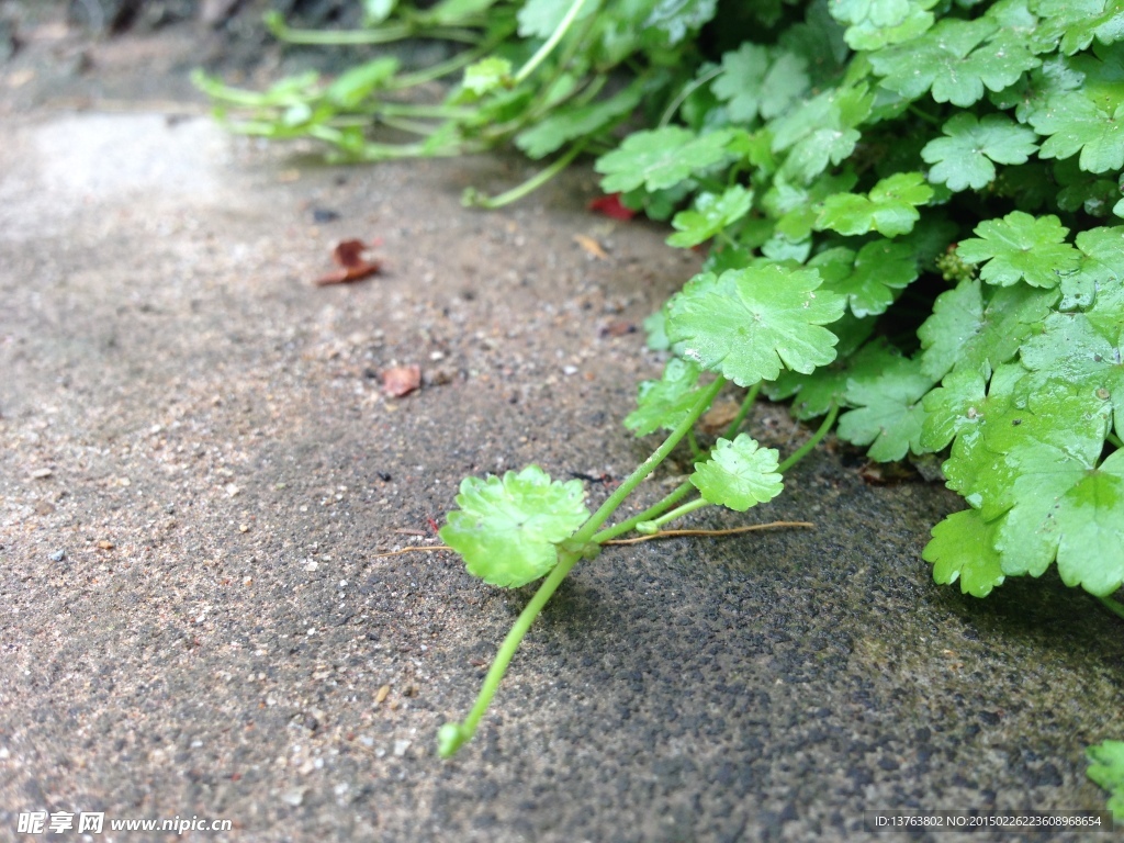 小清新綠草
