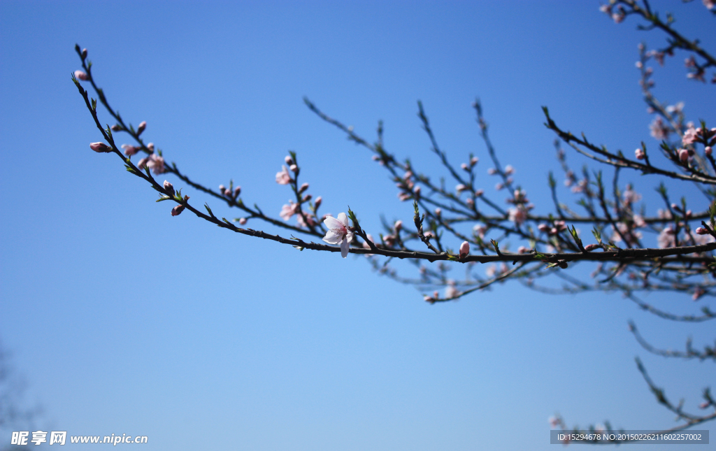 桃花