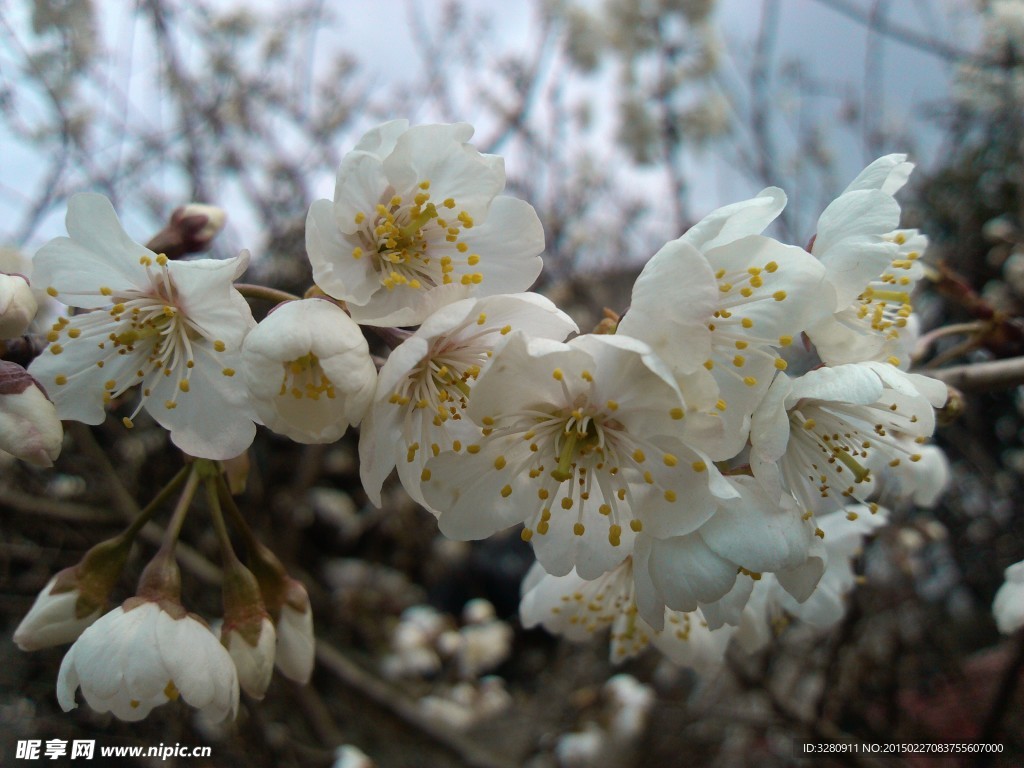 櫻桃花