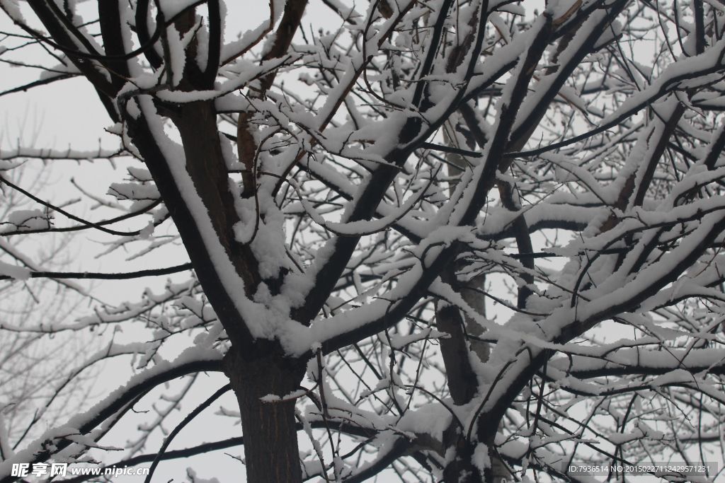 雪
