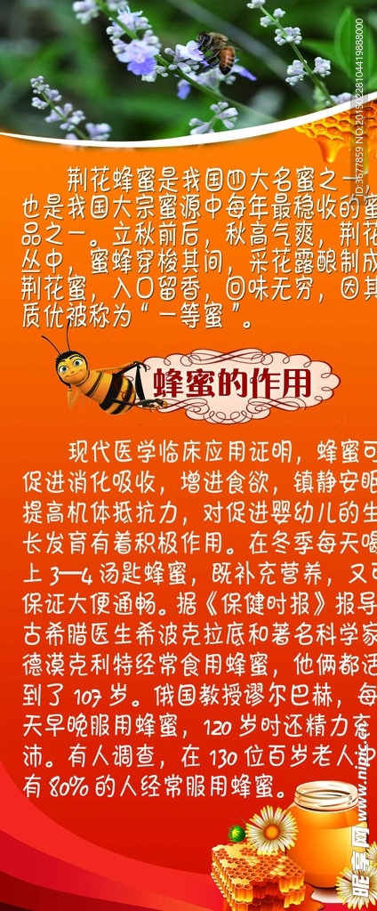蜂蜜知识介绍x展架