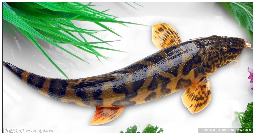 老虎魚