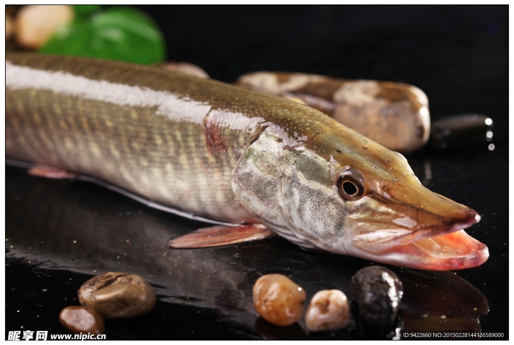 金絲魚