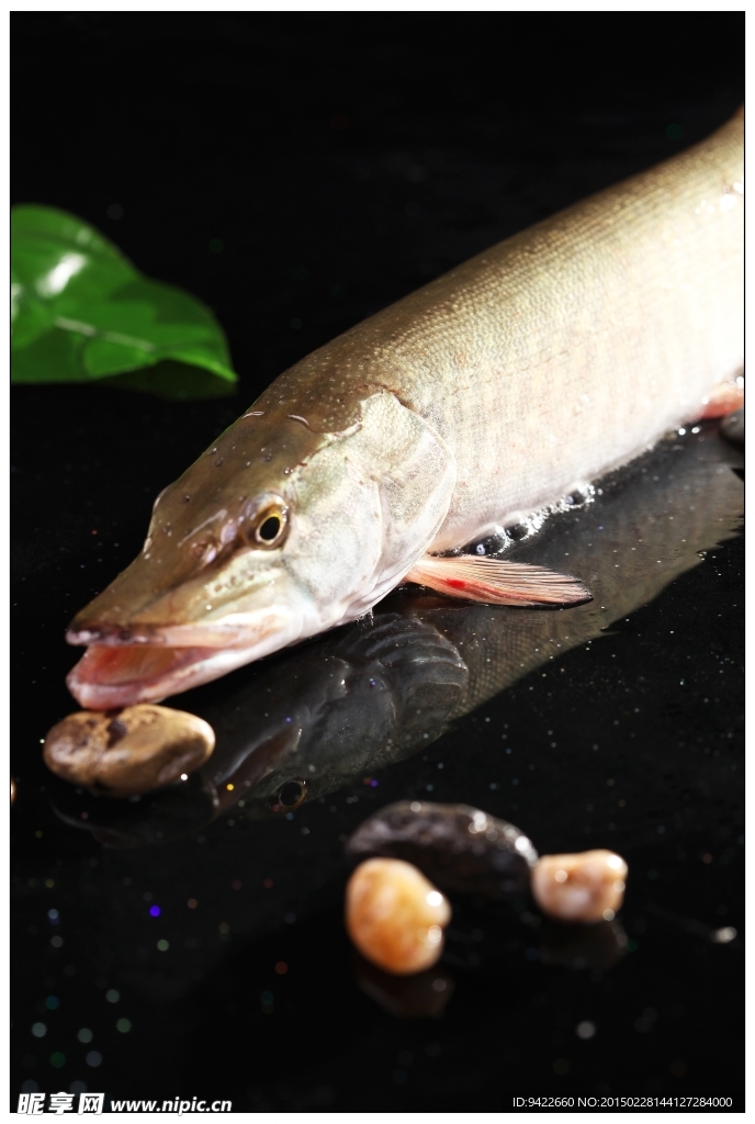 金絲魚