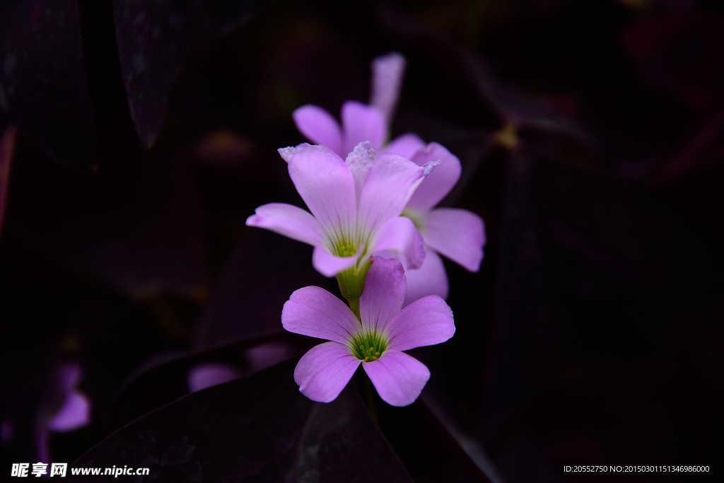 淡紫小花