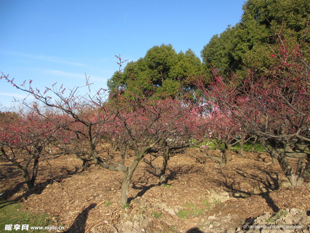 世紀(jì)公園   梅花節(jié)