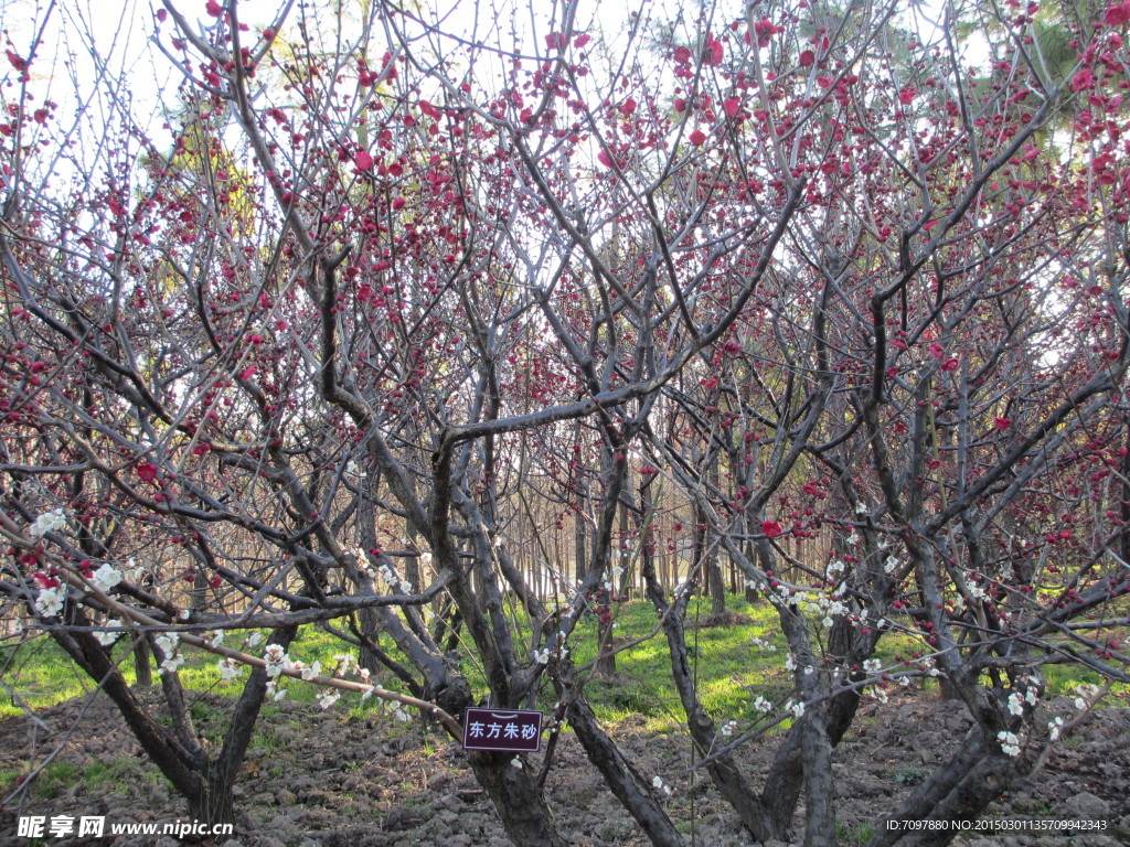世紀(jì)公園   梅花節(jié)