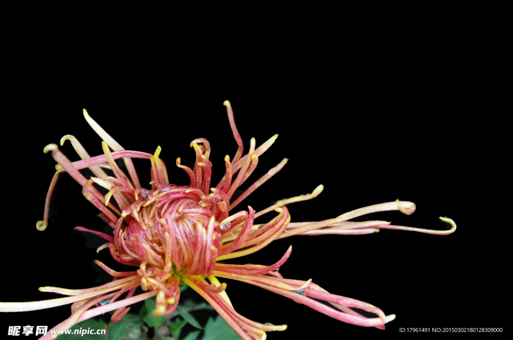 唯美菊花