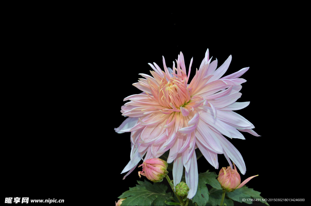 唯美菊花