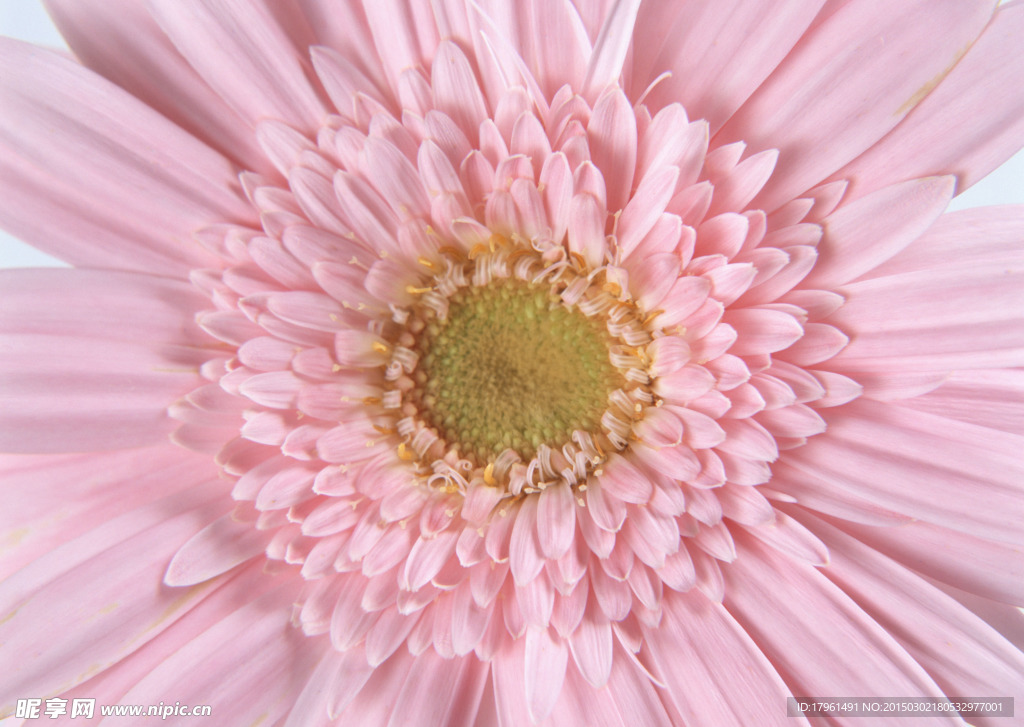 唯美雛菊