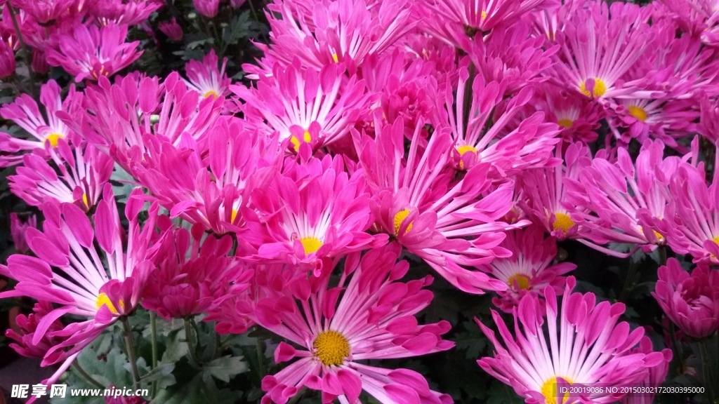 粉色菊花