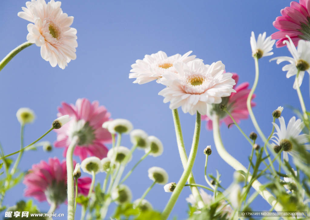 唯美太陽(yáng)花