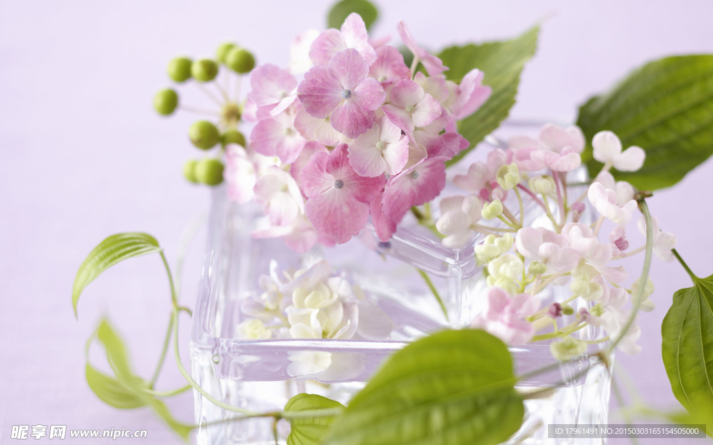 唯美小紫花