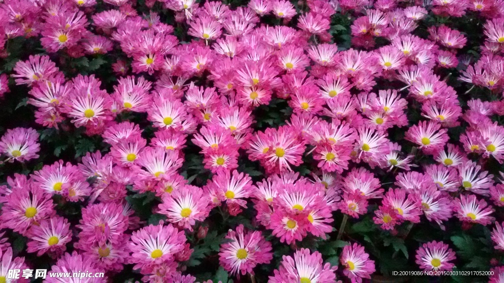粉色菊花