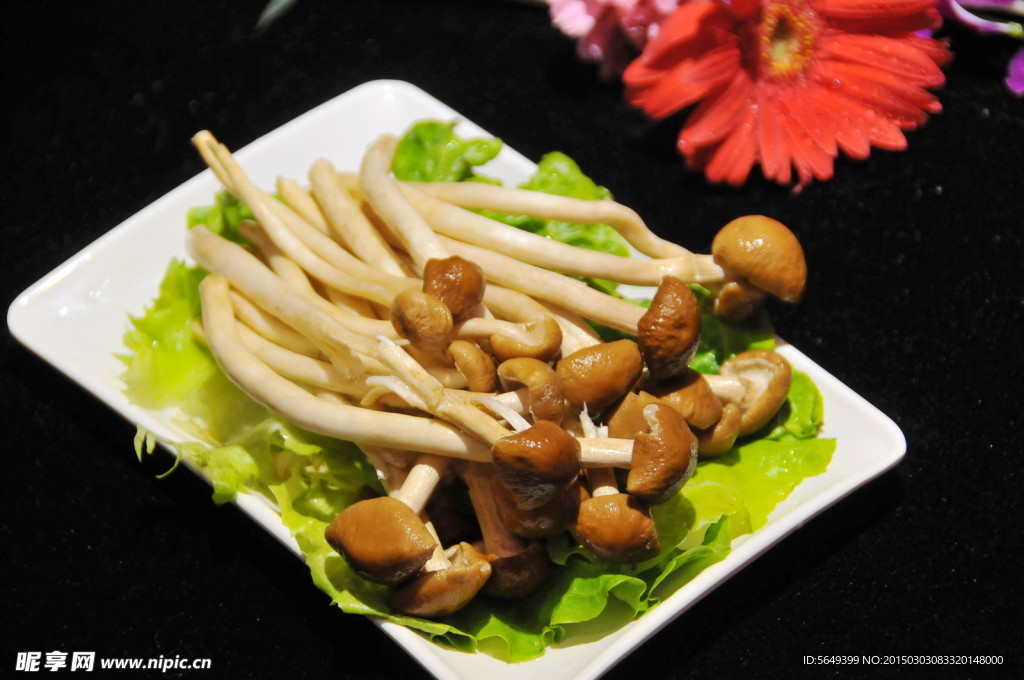茶樹菇