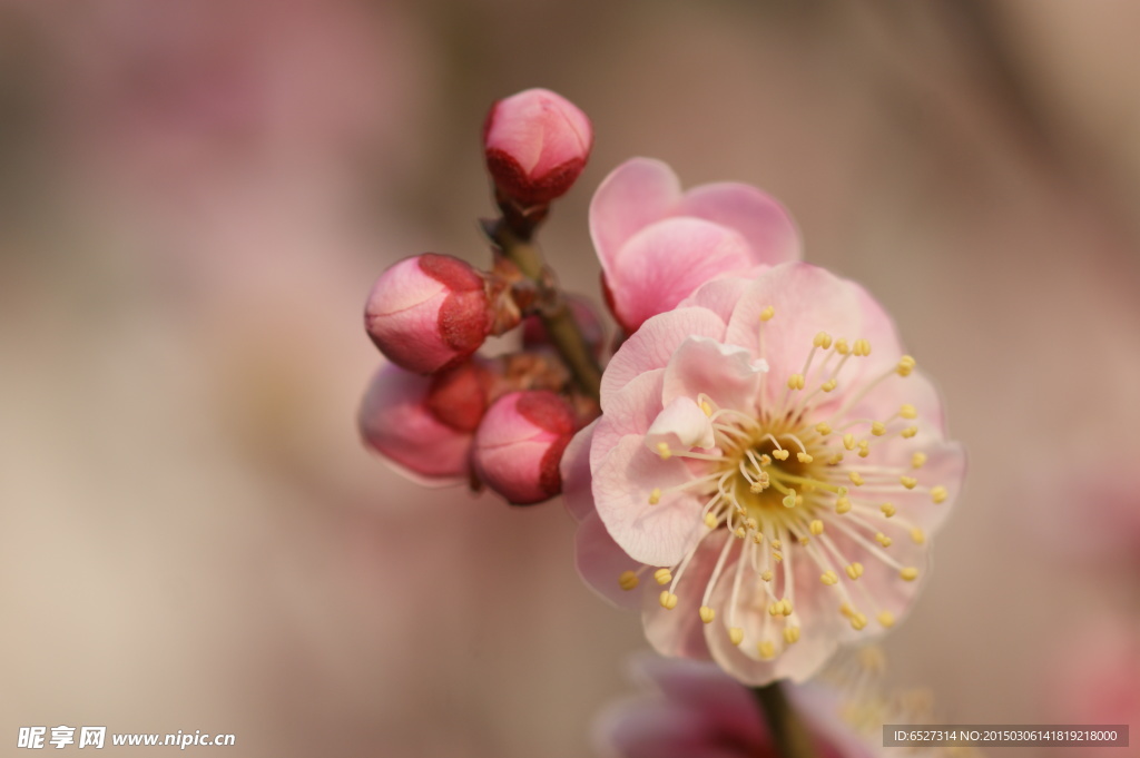 粉紅梅花