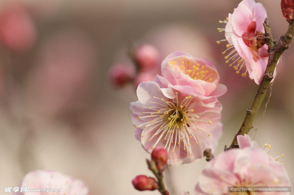 粉紅梅花