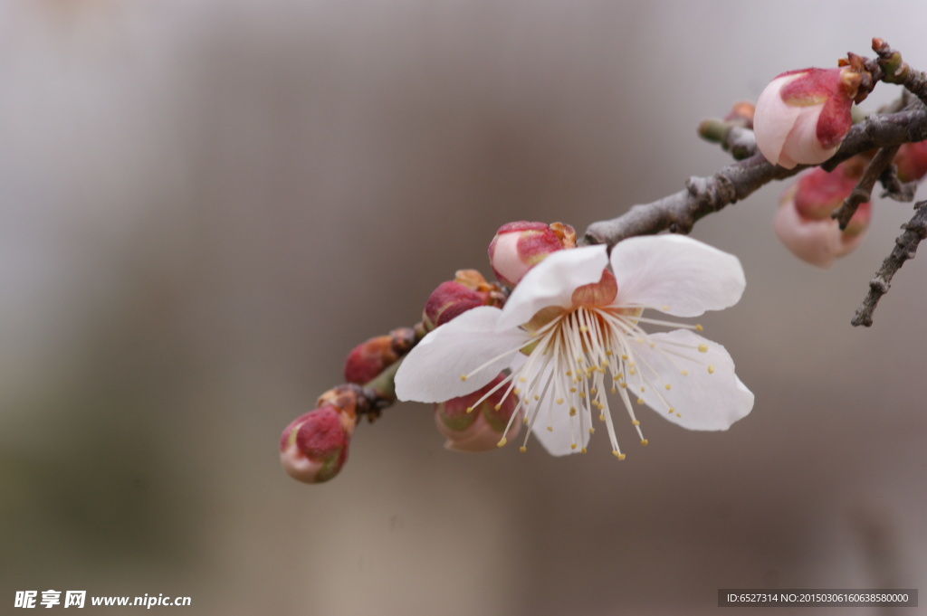 垂梅花