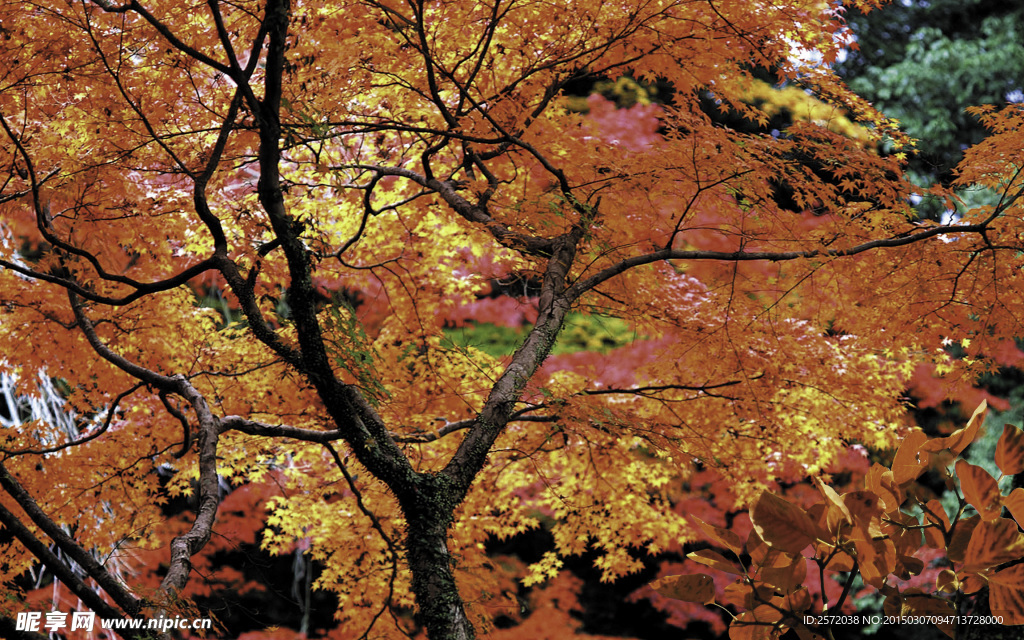 秋日紅葉