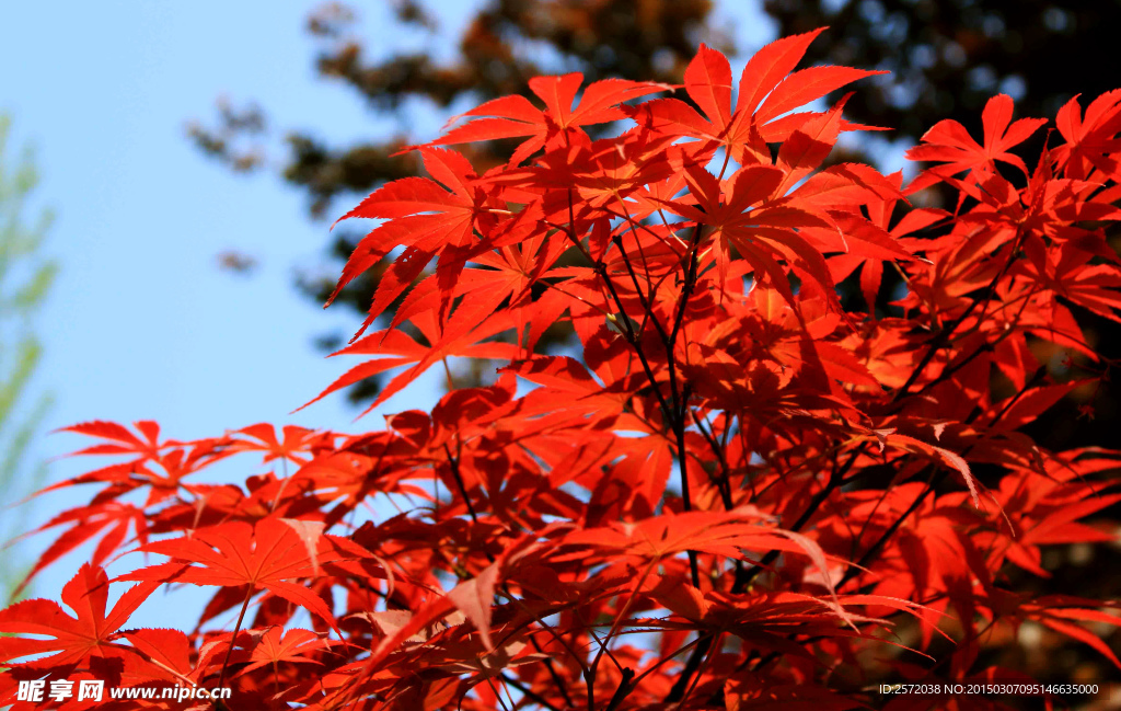 秋日紅葉