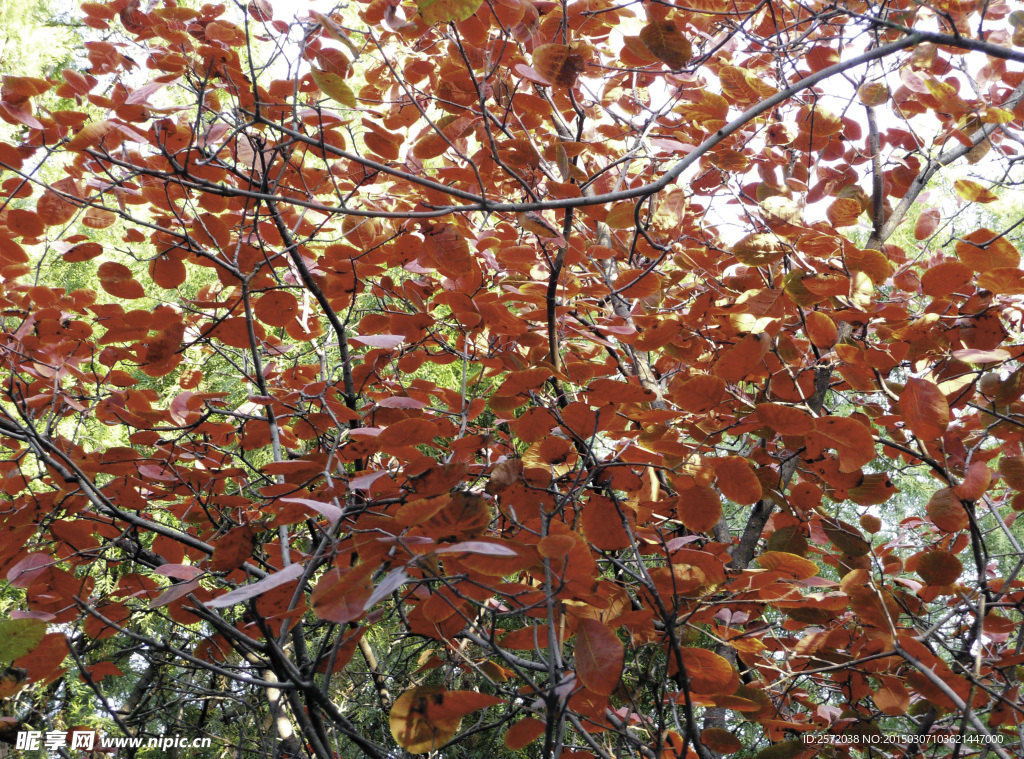 秋日紅葉