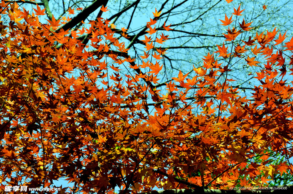 秋日紅葉