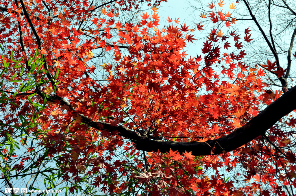秋日紅葉