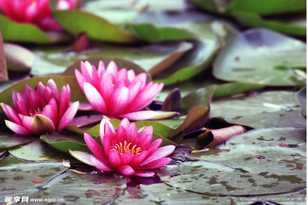 蓮花