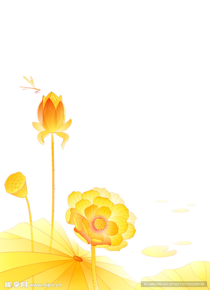 金色荷花