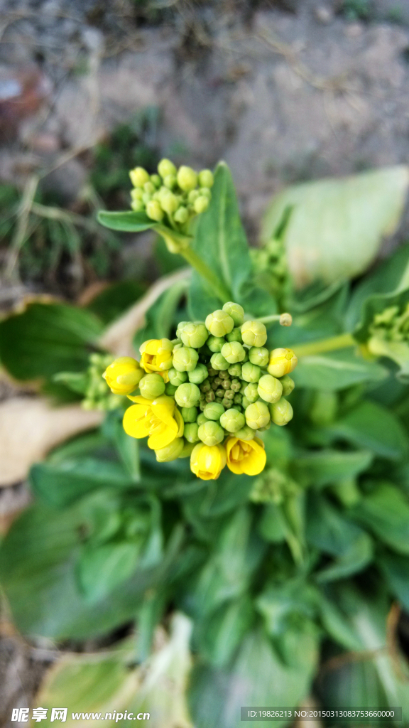 黃花 油菜花