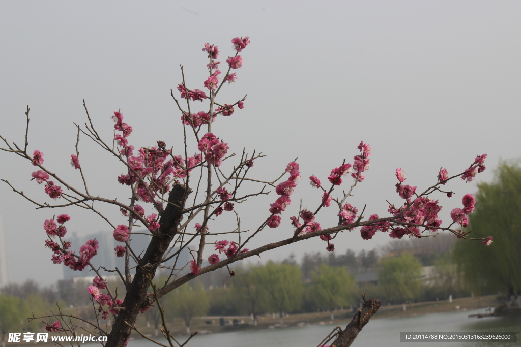 桃花樹