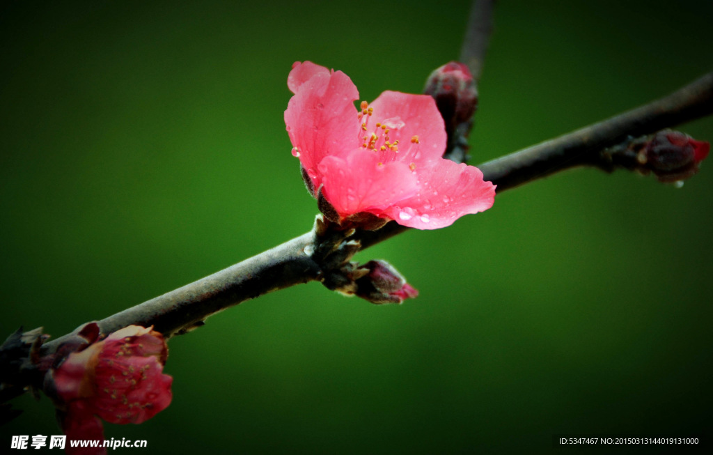 桃花 桃花特寫 枝頭桃花