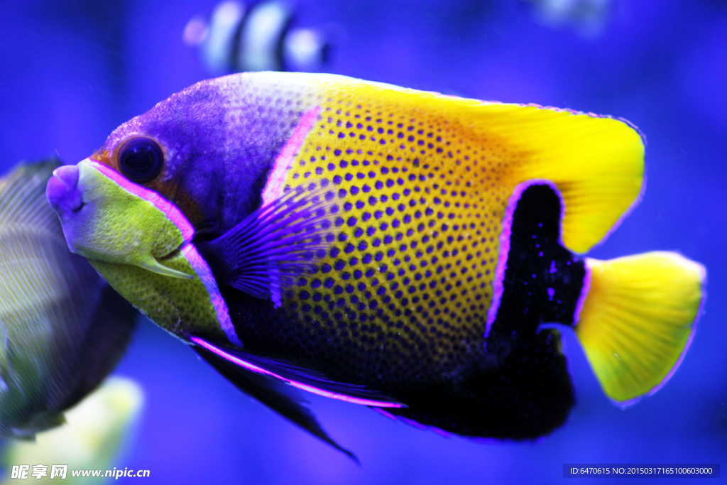 海魚