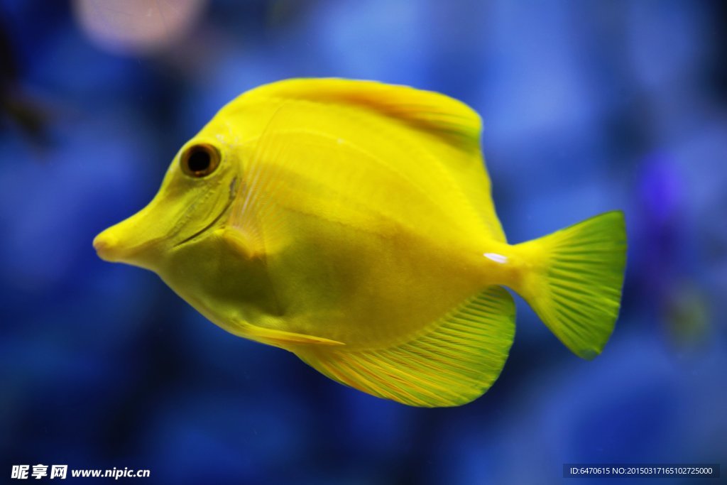 海魚
