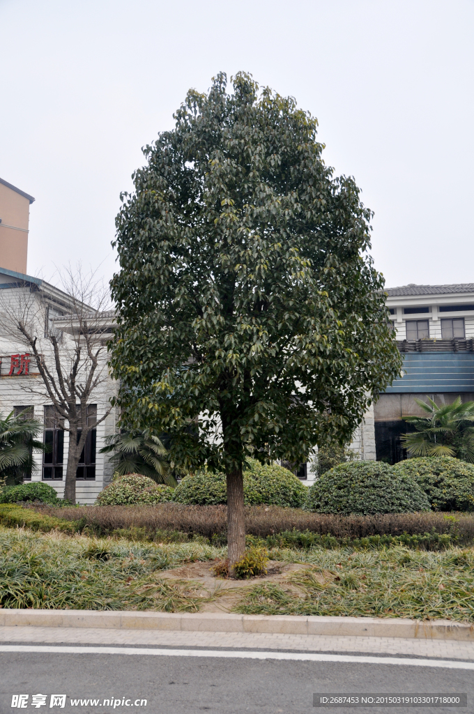 香樟