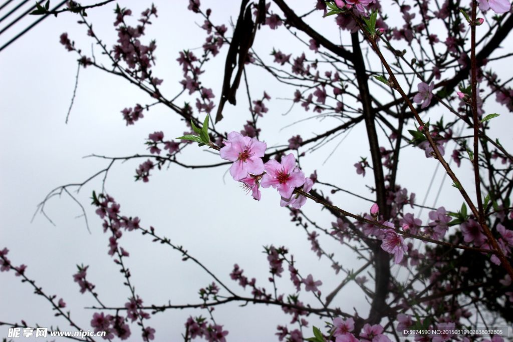 桃花