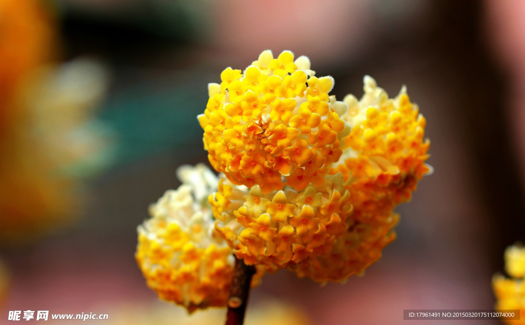 打結(jié)花