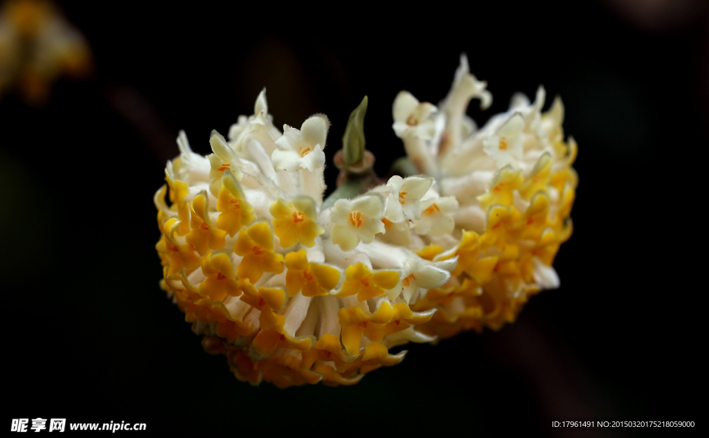 打結(jié)花