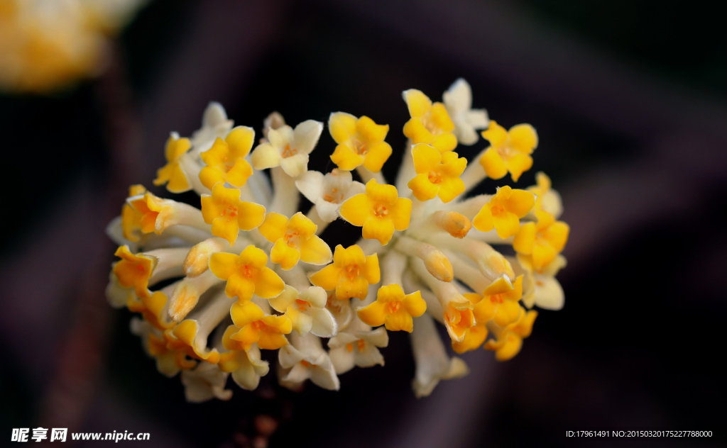 打結(jié)花