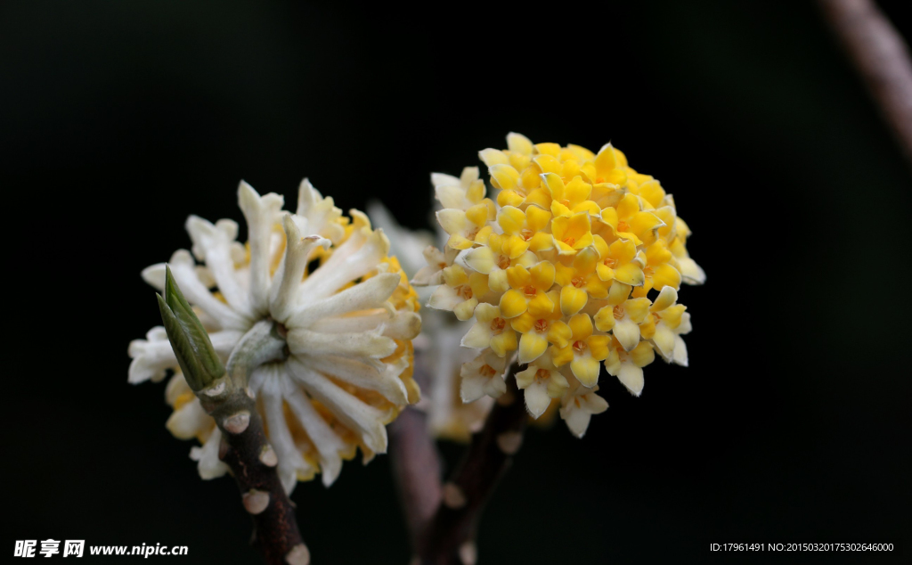 打結(jié)花